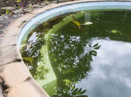 pool algae in navarre fl